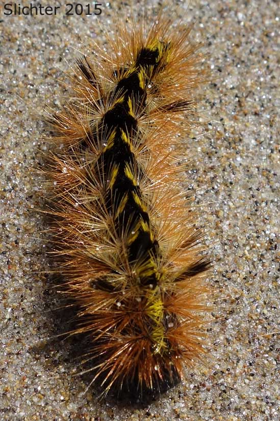 Larva of Silver-spotted Tiger Moth: Lophocampa argentata
